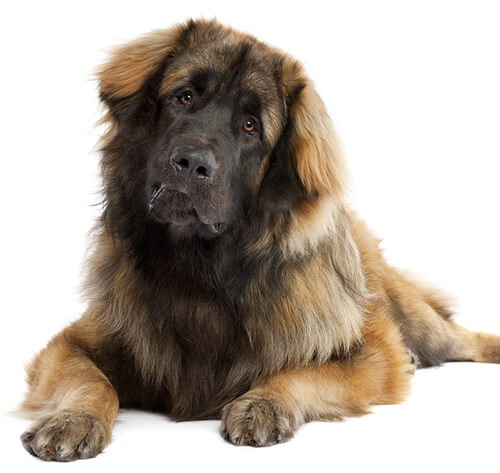 Biggest leonberger sale